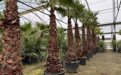 Washingtonia robusta